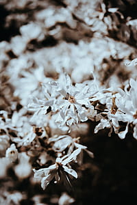 selective focus photography of white petal flowers thumbnail