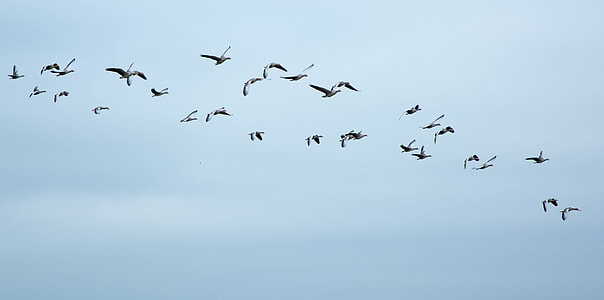 flock of Birds flying under blue sku thumbnail