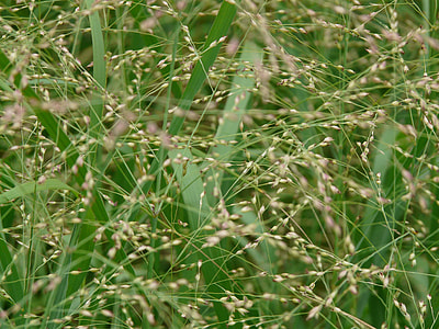 Quaking Grass, Grass thumbnail