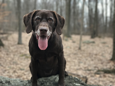 close-up photo of adult chocolate Labrador retriever thumbnail