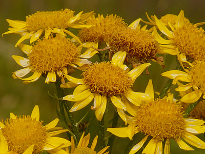 white flowers thumbnail