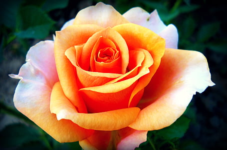 closeup photography of yellow and pink rose thumbnail