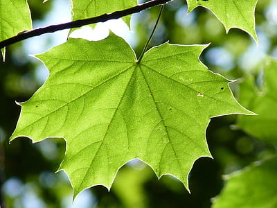 green leaf in branch thumbnail