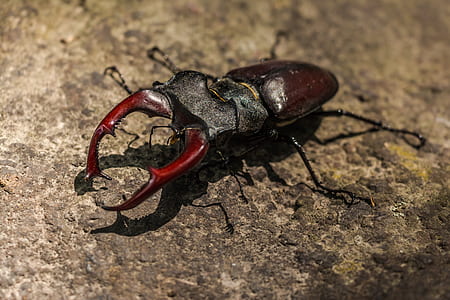 closeup photo of brown beetle thumbnail