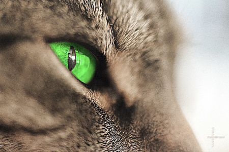 shallow focus photography of green animal eye thumbnail