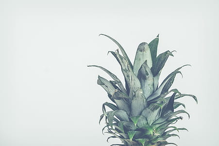 Close-Up Photo of Pineapple Leaves thumbnail