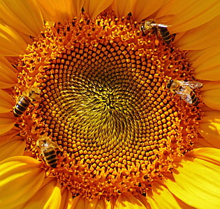 Close Up Macro Photography Yellow Sunflower Pollen With Bees Collecting Nectar thumbnail
