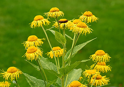yellow flowers selective-focus photography thumbnail
