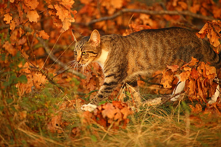 gray cat on green grass thumbnail