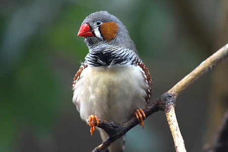 gray and brown bird on tree branch thumbnail