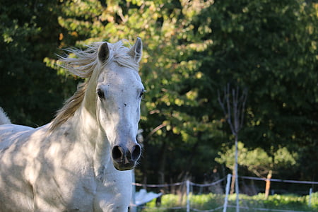 shallow focus photo of white horse thumbnail