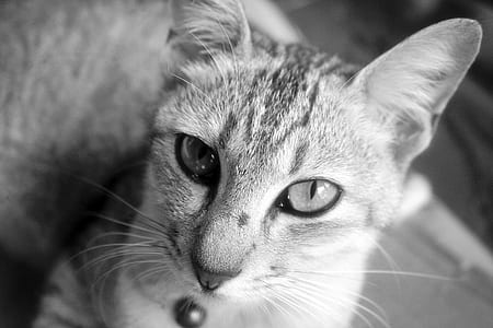 black-and-white, animal, pet, cat thumbnail