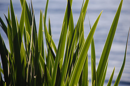 green linear leaf plant thumbnail