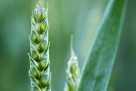 green plants thumbnail