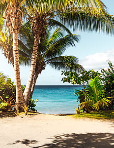 photo of brown coconut tree on seashore during daytime thumbnail