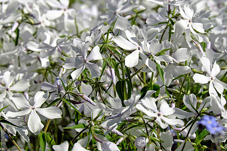 white flowers thumbnail
