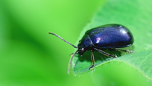 macro photography of black Beetle thumbnail