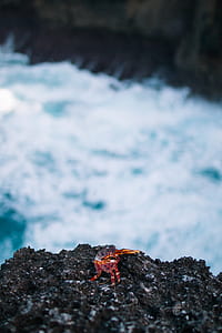 red kermit crab on rock thumbnail