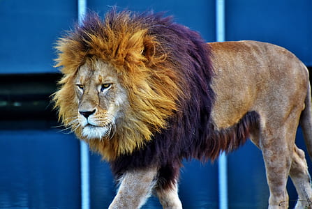 brown lion thumbnail