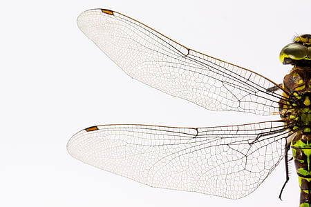 close-up photography of dragonfly wings thumbnail