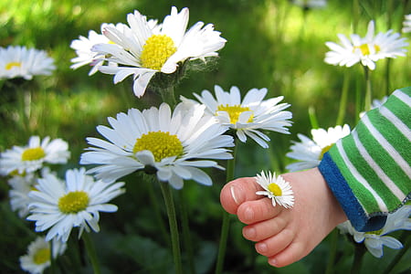 white daisy flowers thumbnail