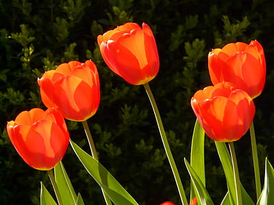 five red tulips thumbnail
