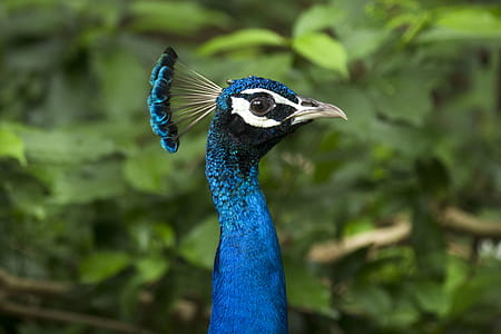 Selective Focus Photography Of Blue Peacock thumbnail