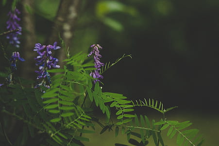 Green and Purple Leafed Plant thumbnail