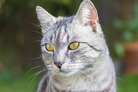 close-up photo of grey tabby cat thumbnail