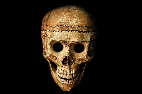 human brown skull thumbnail