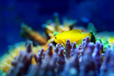 close-up photography of yellow fish thumbnail
