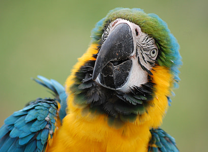 blue and yellow bird in close up photo thumbnail