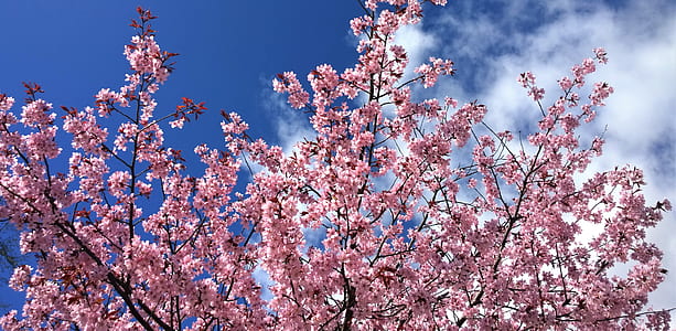 Sakura tree thumbnail