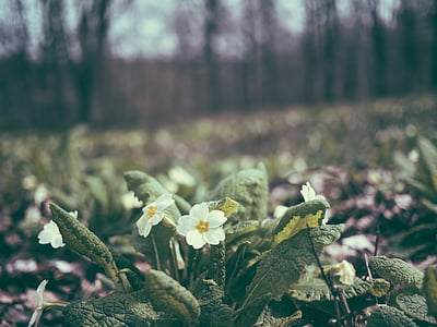 white primroses in bloom selective-focus photography at daytime thumbnail