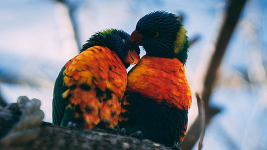 two orange-green-and-yellow birds on tree selective photography thumbnail