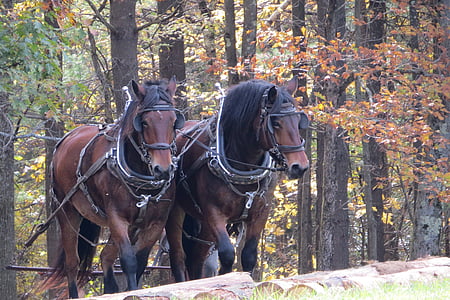 two brown horses under trees thumbnail