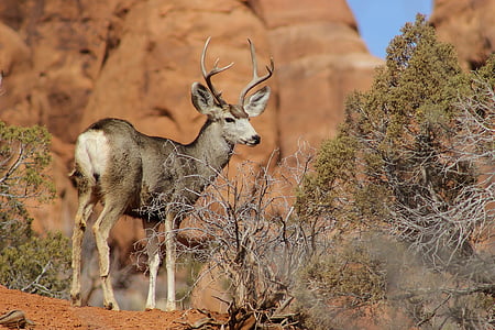 photo of gray deer during daytime thumbnail