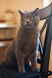 gray Russian Blue cat on blue padded armless chair thumbnail