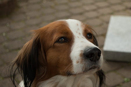 adult Nederlandse kooikerhondje thumbnail