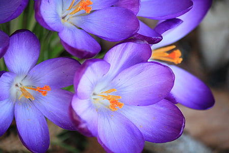 close-up photo purple petaled flowers thumbnail