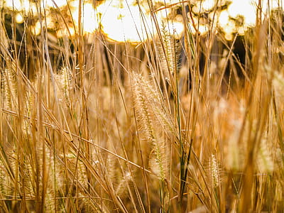 Macro Photography of Green Grass thumbnail