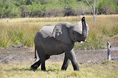 gray elephant near trees thumbnail