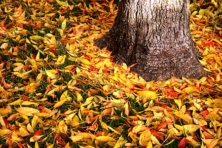 dried leaves under tree thumbnail