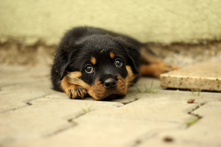 shallow focus photography of black and brown rottweiler puppy thumbnail