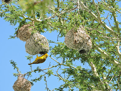 bird nest hanged on tree branches thumbnail