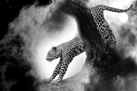 Cheetah photo thumbnail