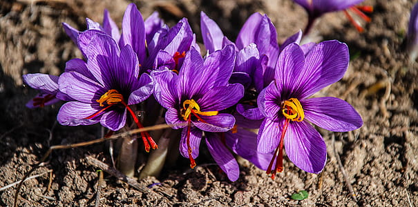 purple petaled flowers on brown soil thumbnail