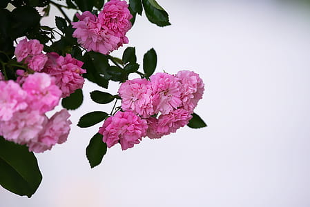 pink petaled flowers thumbnail