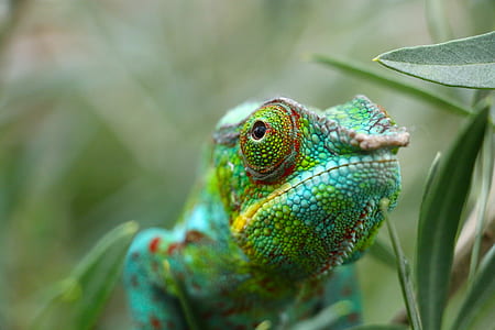 shallow focus photography of green chameleon thumbnail