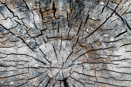 wood, dry, texture, trunk thumbnail
